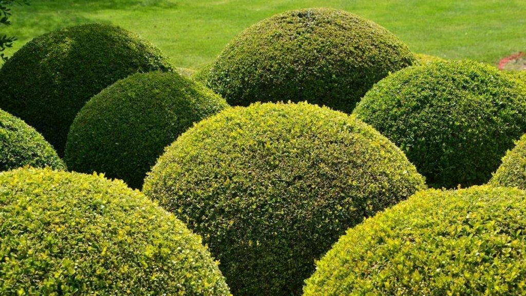 Королівський чагарник: як виростити самшит у себе на ділянці.