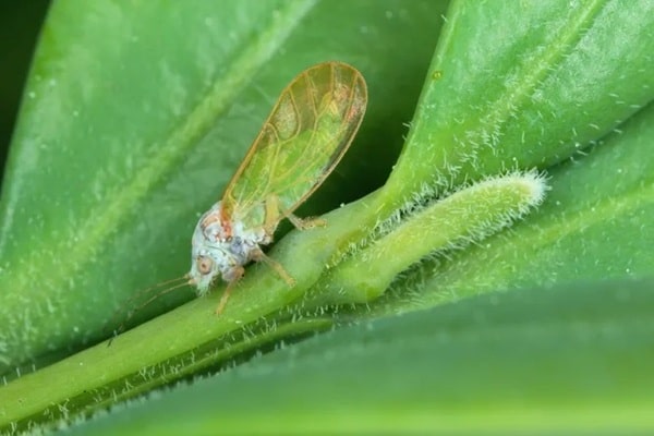 Боротьба з хворобами і шкідниками самшиту