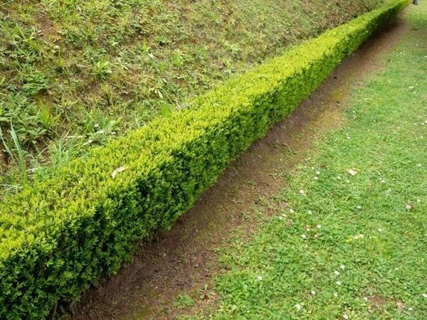 Опис рослини самшит