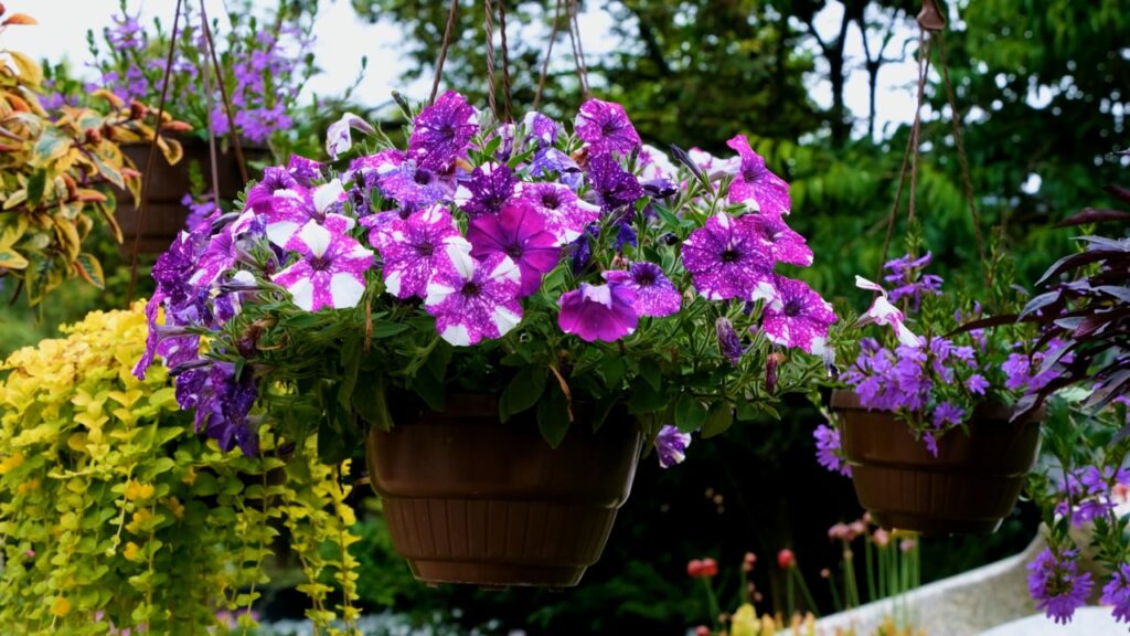 Що робити, щоб петунії цвіли все літо і мали ідеальний вигляд?