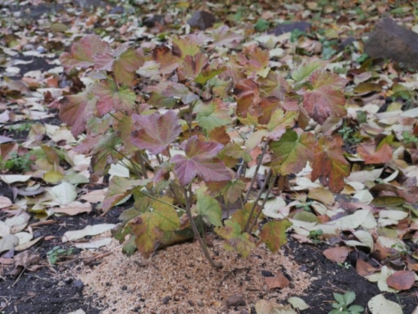 Переваги осінньої посадки