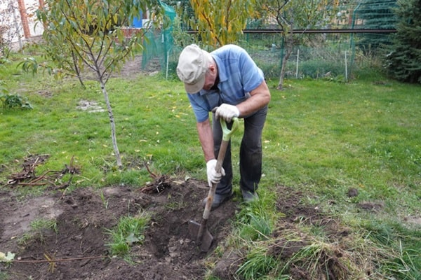 Вибір термінів посадки