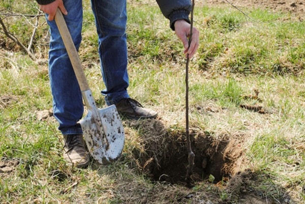 Висадка саджанців у ґрунт восени