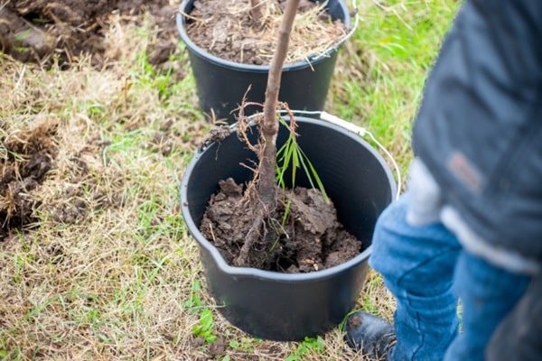 Як підготувати саджанці?