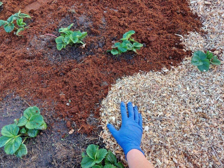 Як правильно укладати мульчу восени?
