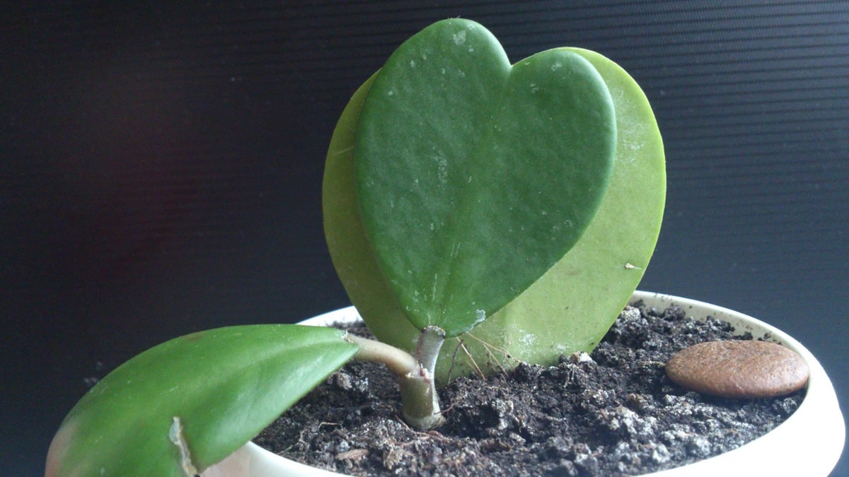 8 мініатюрних кімнатних рослин, які ідеально підходять для невеликих квартир — фото.