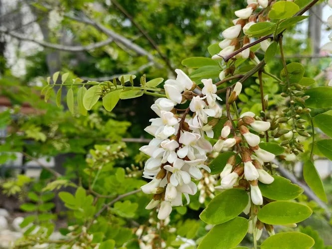 Акація біла