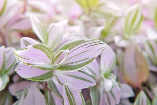 Білоцвіткова