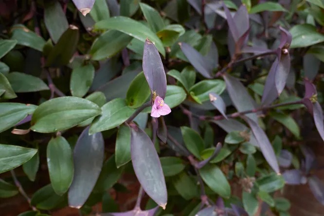 Блоссфельда