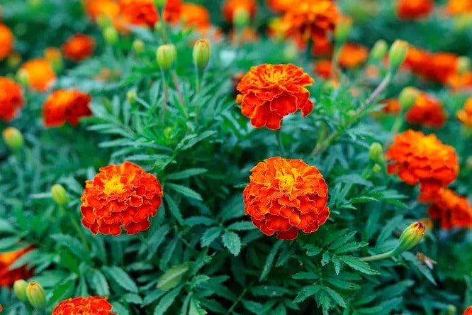 Чорнобривці