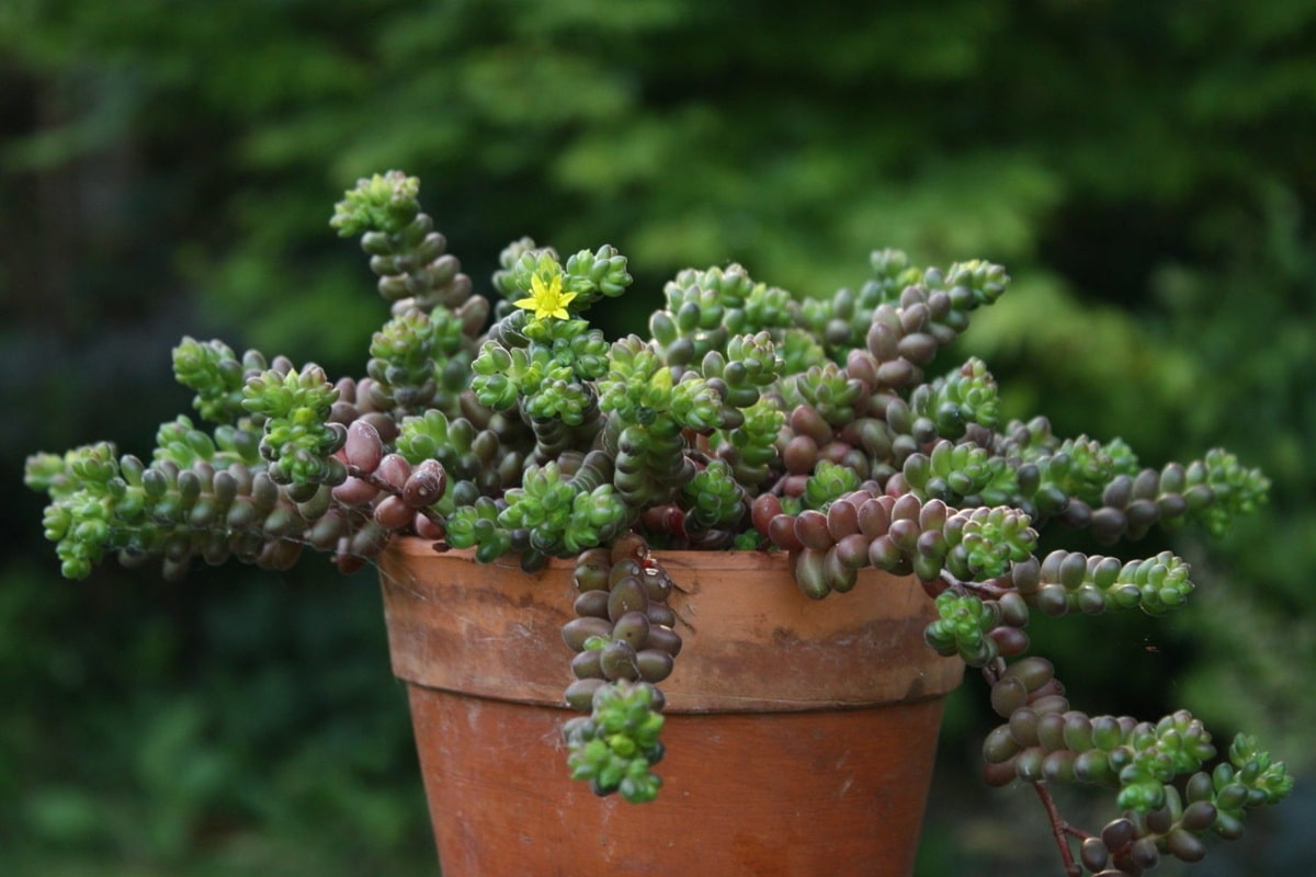 Чи можна вирощувати очиток як кімнатну рослину, куди поставити і як доглядати?