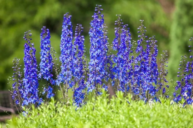 Дельфініум