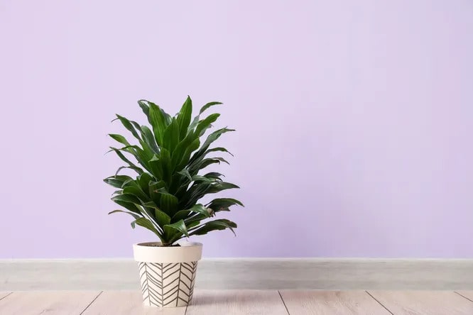 Драцена Компакта