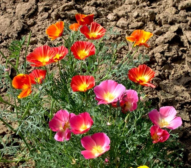 Ешшольція каліфорнійська