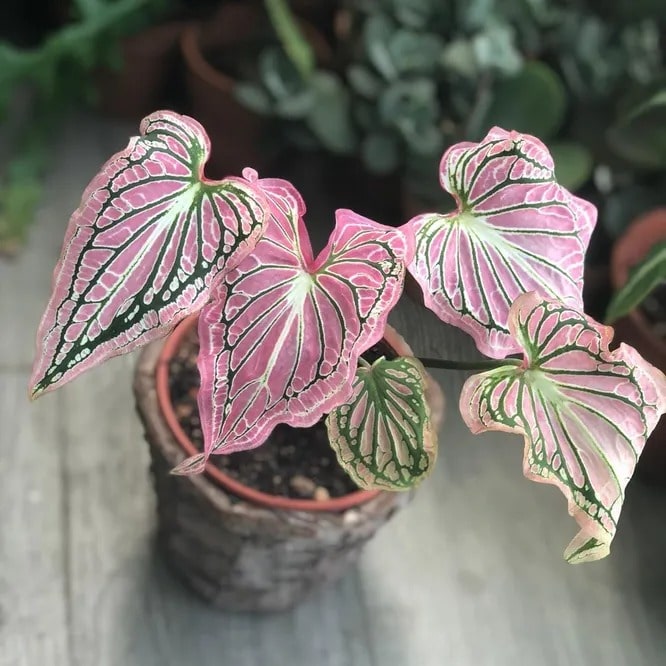 Каладіум «Тайська краса»