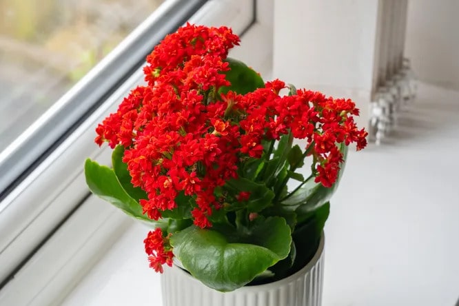 Каланхое Блоссфельда