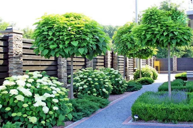 Катальпа бігнонієподібна