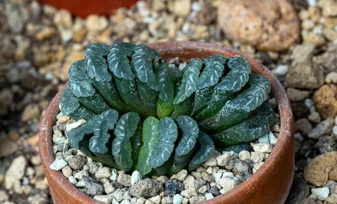 Хавортія усічена