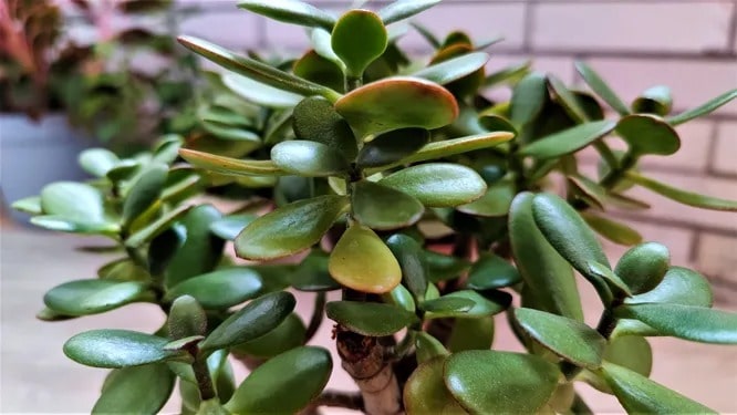 Хвороби товстянки