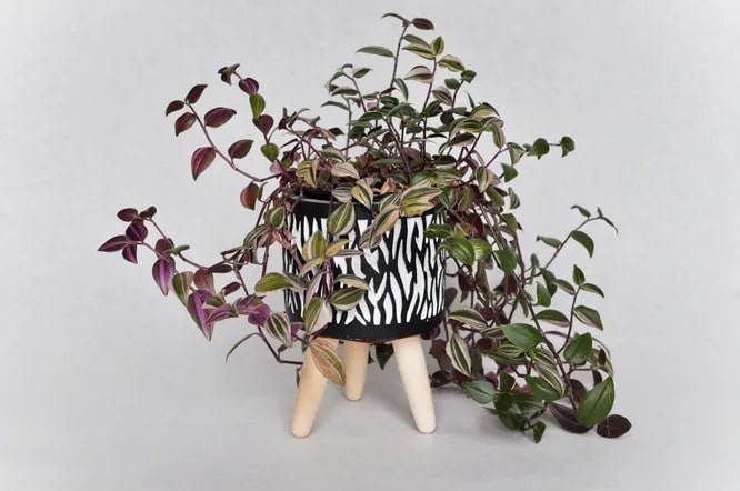 Кімнатні традесканції