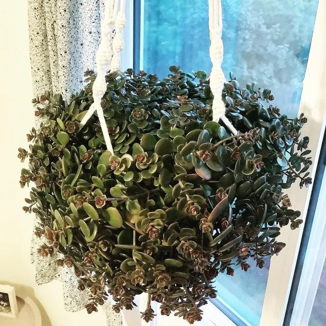 Кімнатний очиток Торнадо