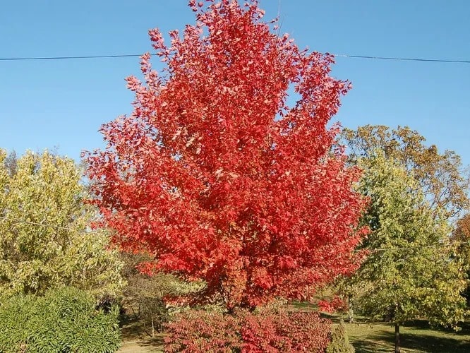 Клен Фрімена