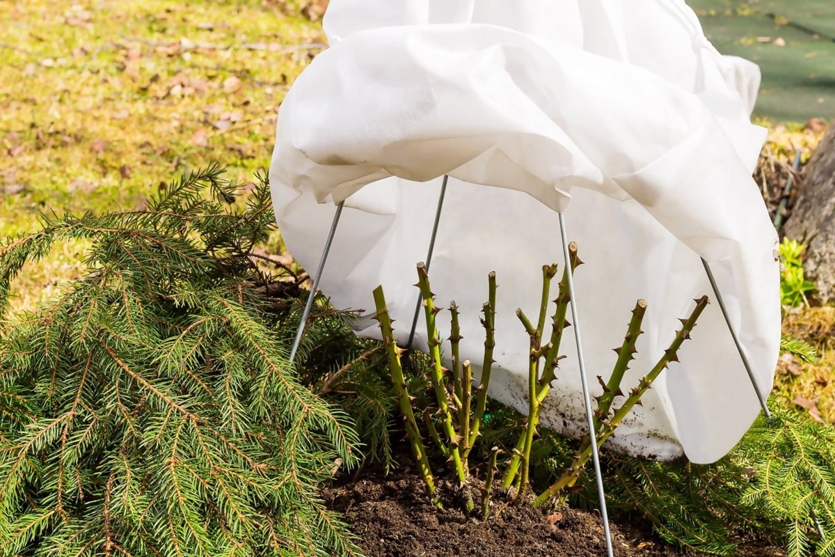 Коли і як вкривати троянди восени: корисні поради.