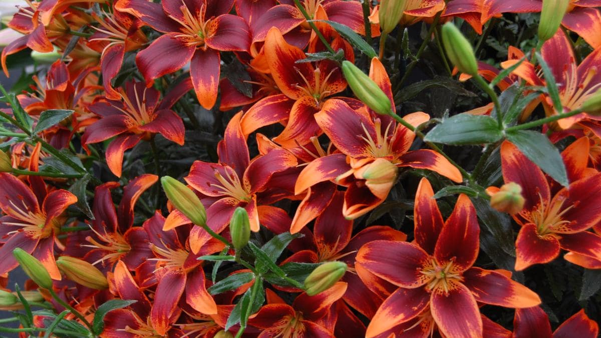 Лілії під зиму: які сорти викопувати і як це зробити правильно.