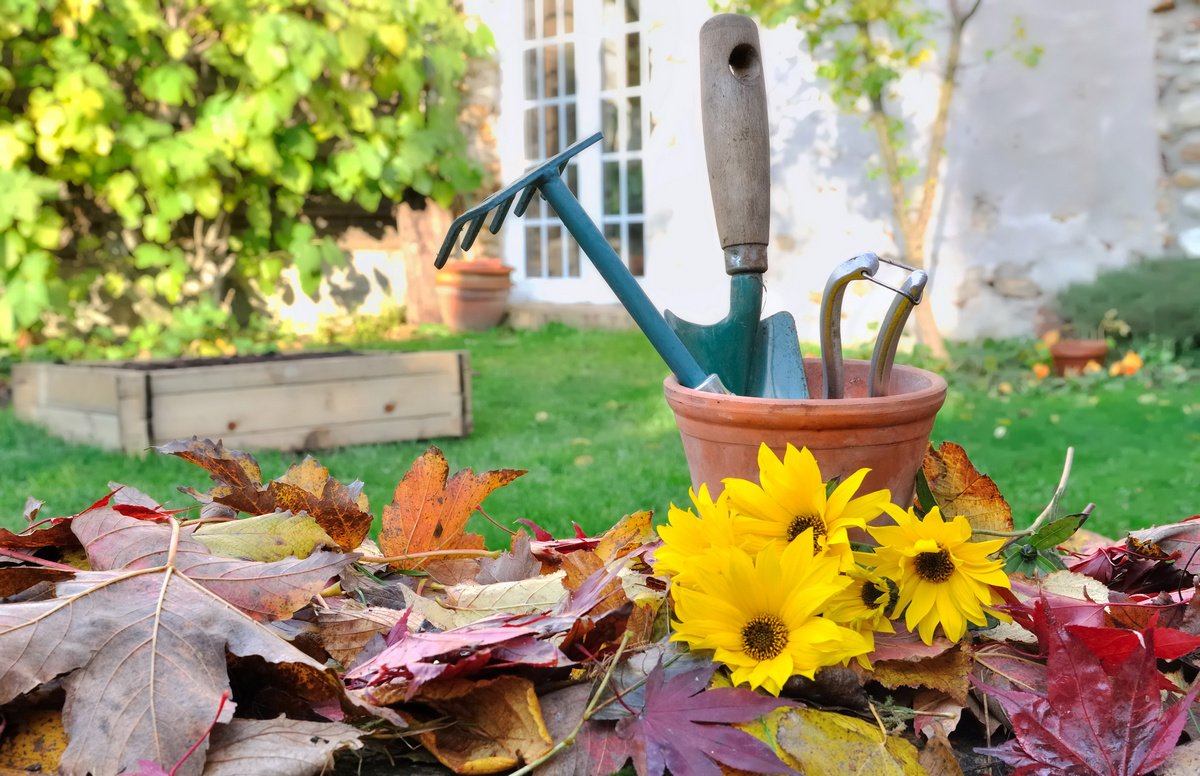 Листопад на дачі: не кінець, а тиха обіцянка весни.