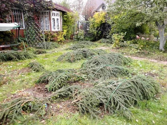 Міф 2. «Ялинове гілля — найкращий захист від морозу»