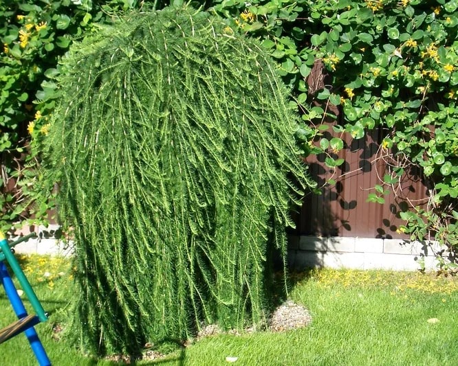 Модрина європейська