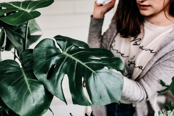 Монстера делікатесна