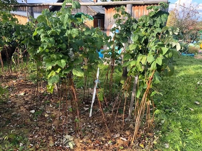 Навіщо малині «стрижка» перед зимою