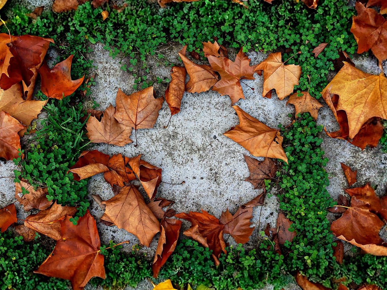 Не полили сад у листопаді? Готуйтеся до порожнього врожаю.