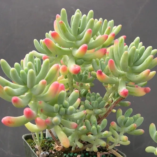 Очиток товстолистий