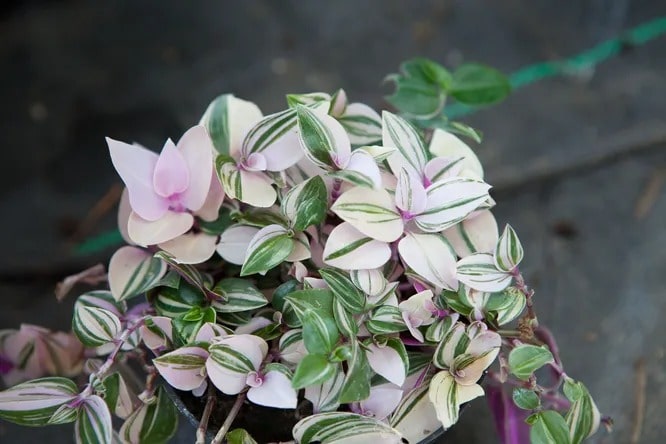 Опис традесканції