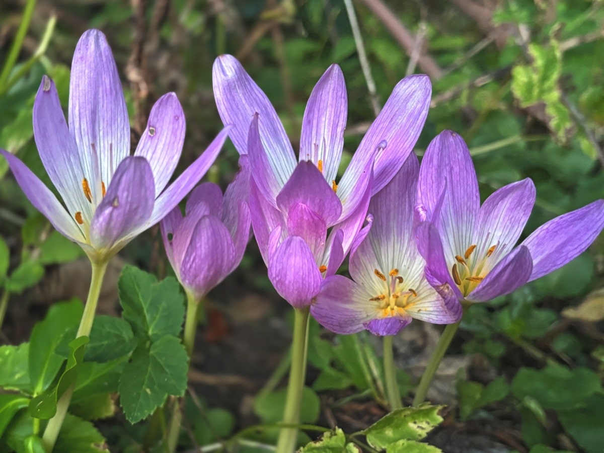 Отруйна клумба: 9 красивих, але дуже небезпечних для людини рослин (фото).