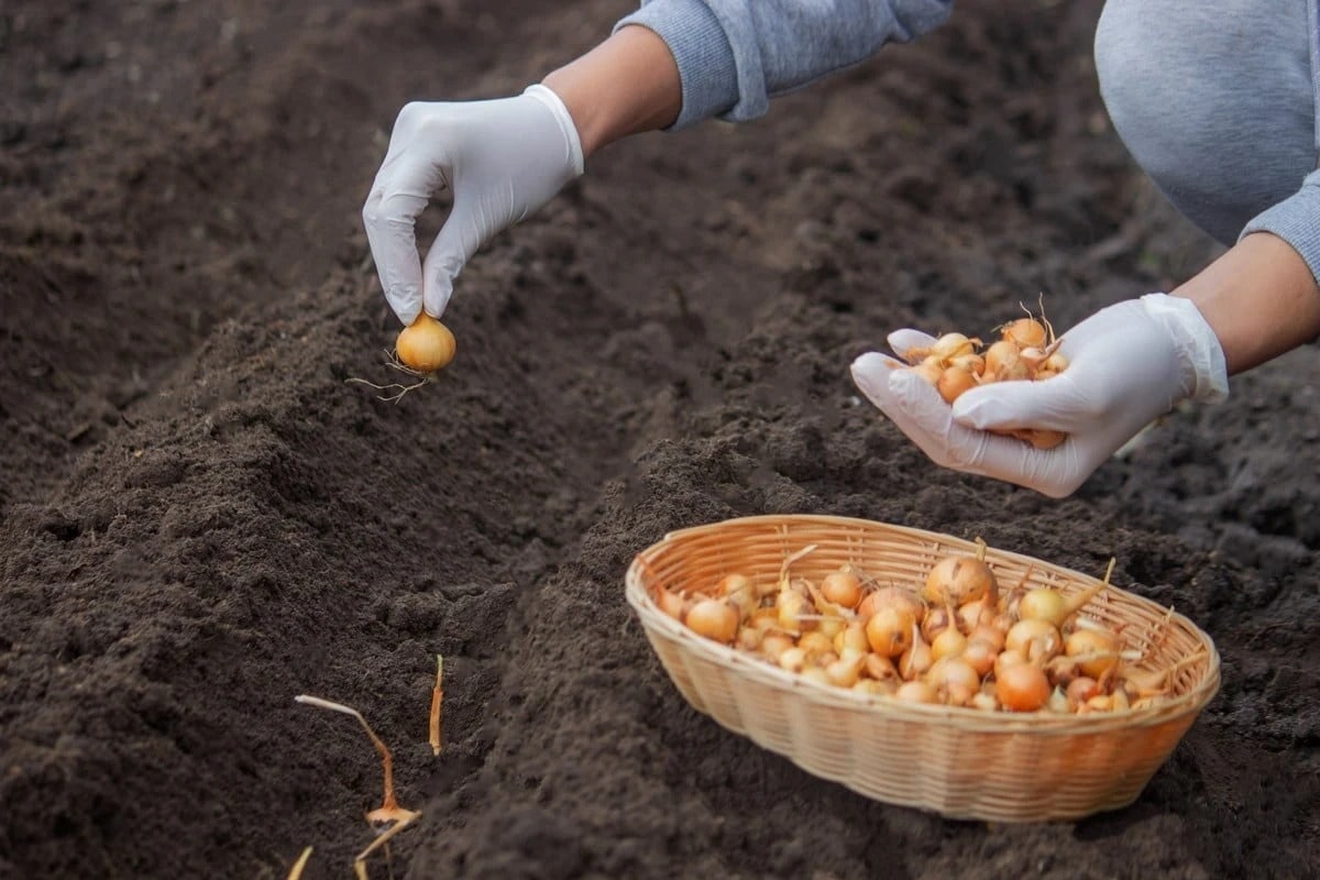Озимі овочі — секрет раннього врожаю! Ви не повірите, як це просто.