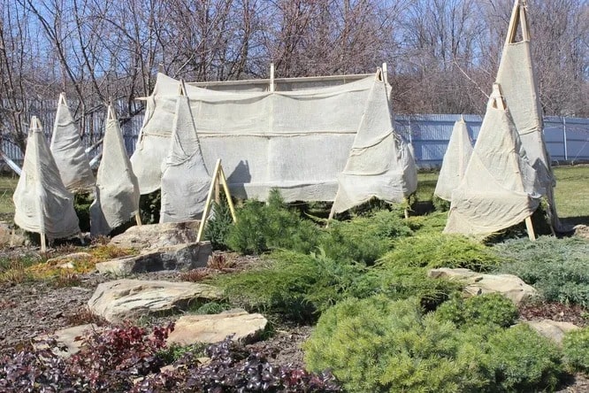 Перевірте укриття троянд і хвойних — просто руками