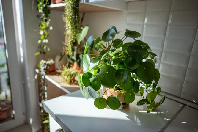 Пілея пеперомієподібна