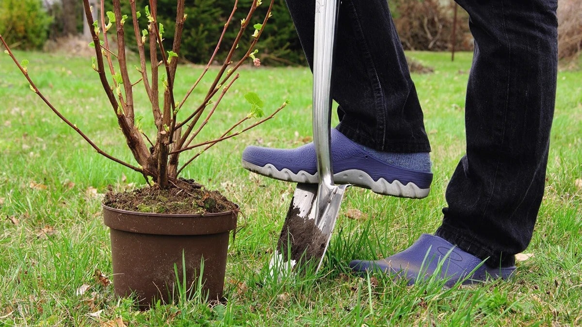 Пізньої осені я купую тільки такі саджанці: вони дешеві і надійні.