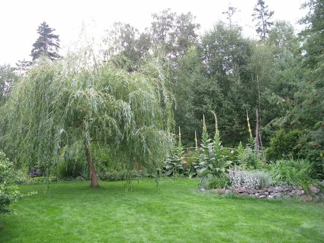 Плакуча верба