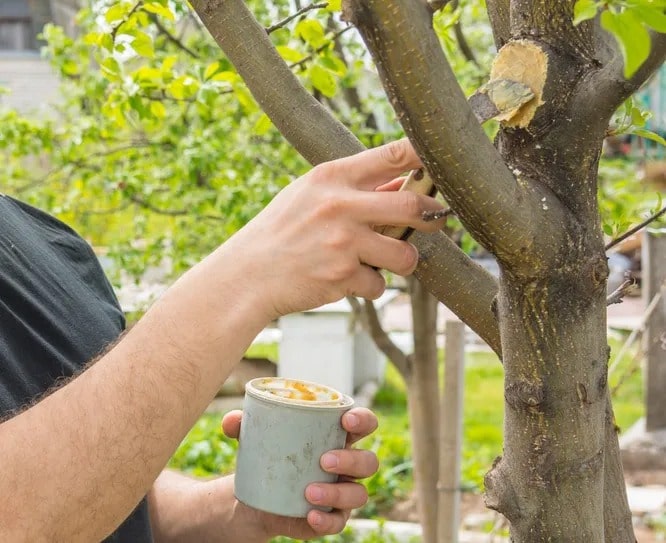 Правила застосування садового вару
