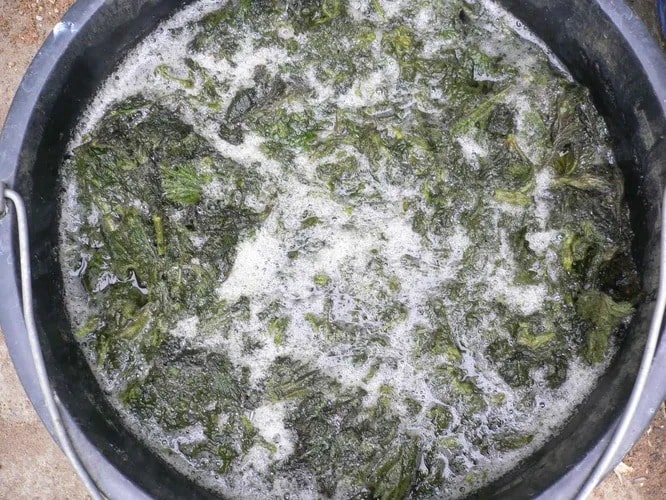 Рідкі підгодівлі на основі бур'яну