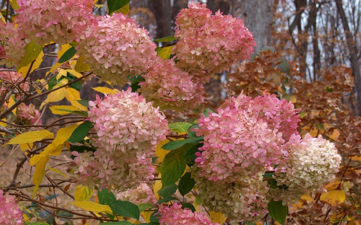 Секрет яскравих гортензій вже наступного літа: навіщо рослинам потрібна сірка.