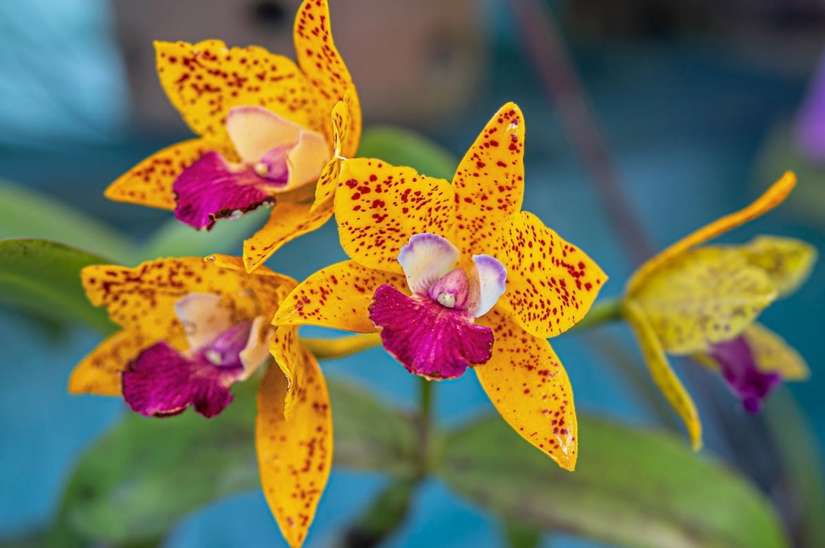 Секрети красивих орхідей: головні правила догляду.