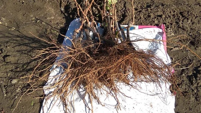 Що таке саджанці з відкритою кореневою системою