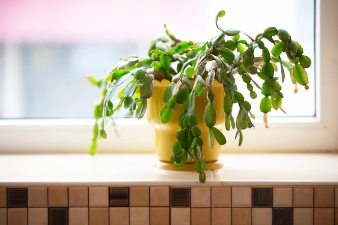 Шлюмбергера (декабрист)