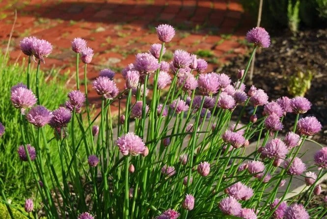 Шніт-цибуля (Цибуля-трибулька)