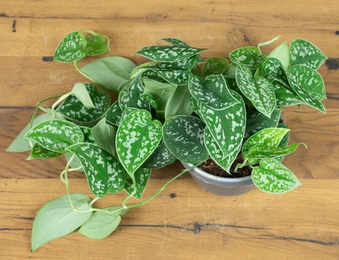 Сциндапсус «аргіреус» (Scindapsus pictus Argyraeus)